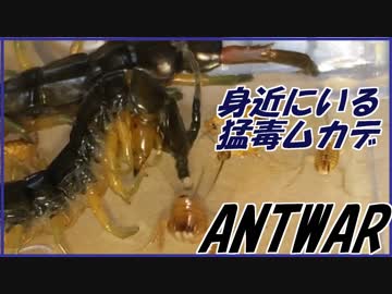 超猛毒！身近に潜むアオズムカデの危険性。