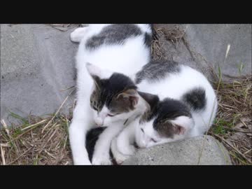 野良子猫が母猫に置き去りにされた結果