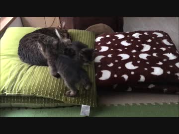 【こげつく】もっちゃり兄弟仔猫がウロウロするだけ
