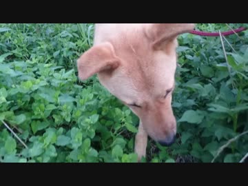 メイリオ、道草を食う