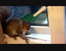 ホモと学ぶ野生のリスの調教