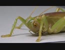 ［閲覧注意!!］ 再編集 コロギスにゴキブリを与えてみた。 (Prosopogryllacris japonica)