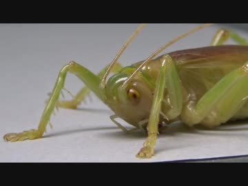 ［閲覧注意!!］ 再編集 コロギスにゴキブリを与えてみた。 (Prosopogryllacris japonica)