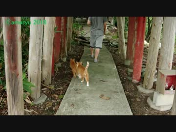 みちのくニャンコたちに案内される夫