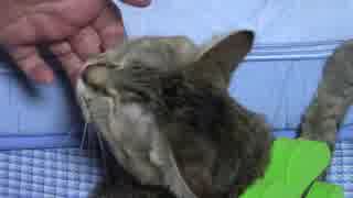 拾いねこ＠生後2251/2218日目　今日もふくふく。