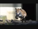 きょうのジャガー part18