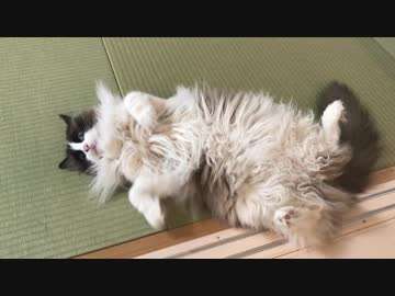 部屋を片付けられ、寝転びながら抵抗する猫