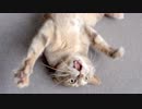 【モアクリ】 洗いたてのシーツとネコ