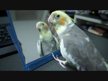 鏡の中のオカメインコを口説くオカメインコ