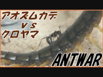 アオズムカデVS1000匹のクロヤマアリ～アリは死んでも離さない～。