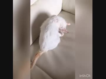 着いてきた子猫ちゃんとの生活【Part3】4日目