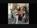 老犬の秋田犬、車いすでもいいからお散歩したいよ～