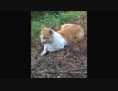 くつろいでいる野良猫を観察するだけの動画2