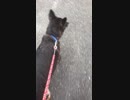 愛犬とお散歩に行ってきました〜！