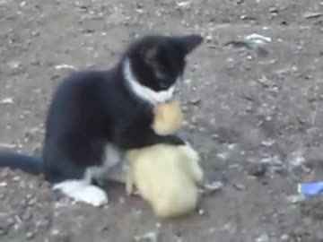 子猫と子鴨のレスリング