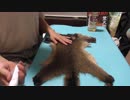 （ハンティングクラフト）変態忍者の、有害鳥獣駆除従事活動記番外編「なめしングレザー」