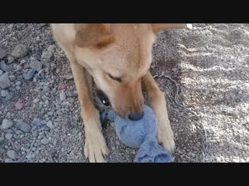 メイリオと新しいボール