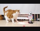 【マンチカンズ】ネコ対ロボット