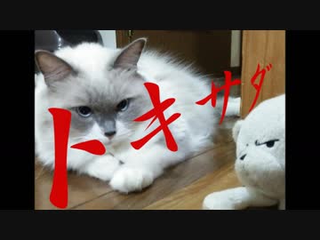 ぬこぬこ大作戦