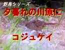 野鳥シリーズ　夕暮れの川原にコジュケイ