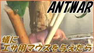 ツムギアリにエサ用マウスをあげたら食べる？