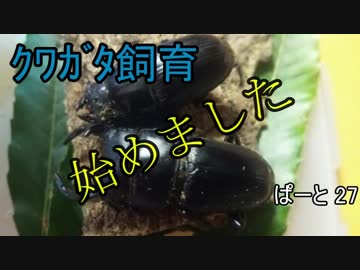 クワガタ飼育はじめました　ぱーと27