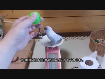 インコなりに考えてる様子