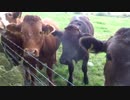 Balmashanner Feeding The Cows Up Bummie