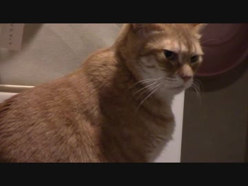 拾いねこ＠生後2255/2222日目　今日はお出迎えしてくれるでしょうか・・！