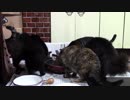 こんしゅうのおやつ【蒼民家の猫々】