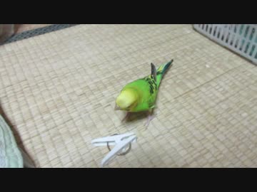 インコと洗濯バサミ