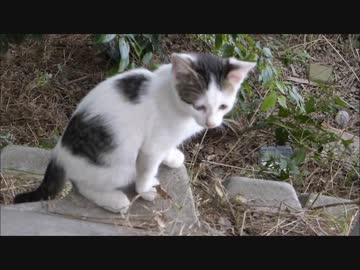 いつも人見知りする野良子猫が近寄って来た結果ww