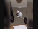 着いてきた子猫ちゃんとの生活【Part4】6日目