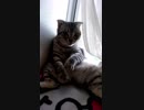 窓際の猫
