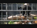 京都動物園、ツキノワグマ、水浴び