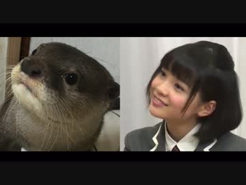 #カワウソの画像をアップすると近い構図の新谷ゆづみの画像が送られてくる