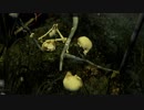 【Dead by Daylight】夢の世界へご案内 Part9