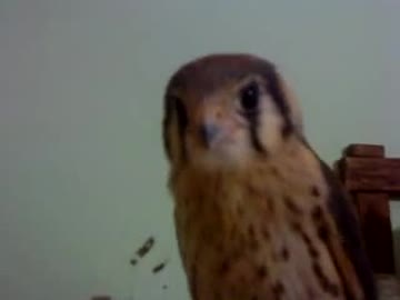 うんこちゃんみたいな鳥