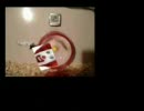 ドナルドをペットにしたらこうなる