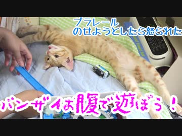 猫のお腹にイタズラしたらかわいかった