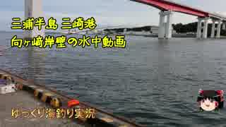 三浦半島　三崎港　向ヶ﨑の水中動画(2018年8月)