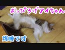 おっぴろげ猫アイちゃん