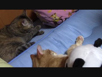 拾いねこ＠生後2259/2226日目　パンダとアコツキ。