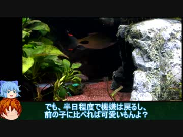 【３分水槽】part11「レオパードクテノポマの餌キャッチ」