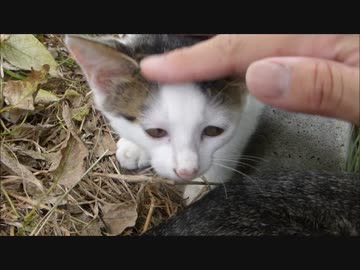 野良母猫が見てる前で思いっきり子猫を撫で倒してみた