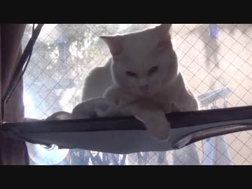 【 猫 】大きくなったけど実はまだ子猫　その61