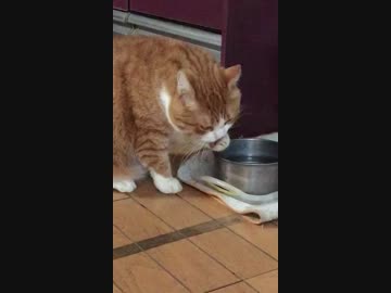 お上品？に水を飲むニャンコ♪