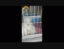 Interesting and intelligent pets