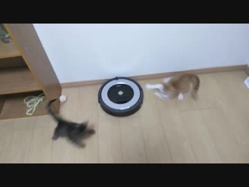 初ルンバ！子猫達のリアクションがおもしろい！