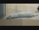 うちのフェレット3匹の中で一番〇〇の無いハルト君2歳#160